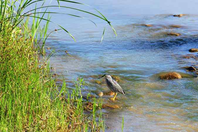 绿鹭的栖息地(密云潮白河畔)