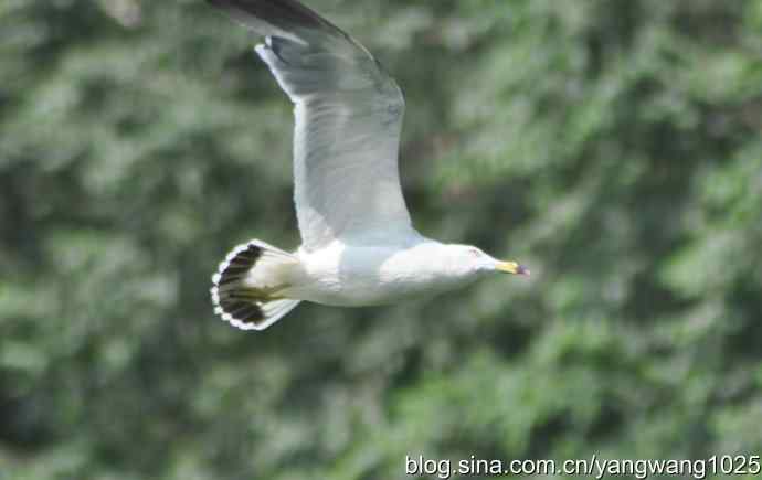 飞（夜鹭） wbr1