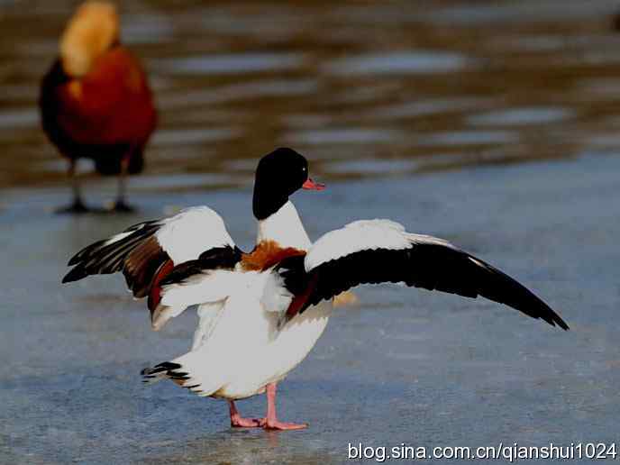水禽湖冬季运动会