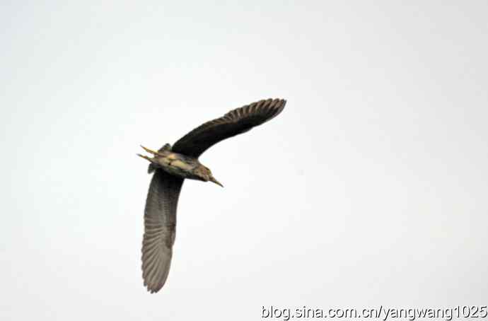 杂片（斑头雁、海鸥、夜鹭）