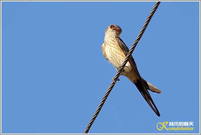 记录鈥満中佧l鈥潯菊掌