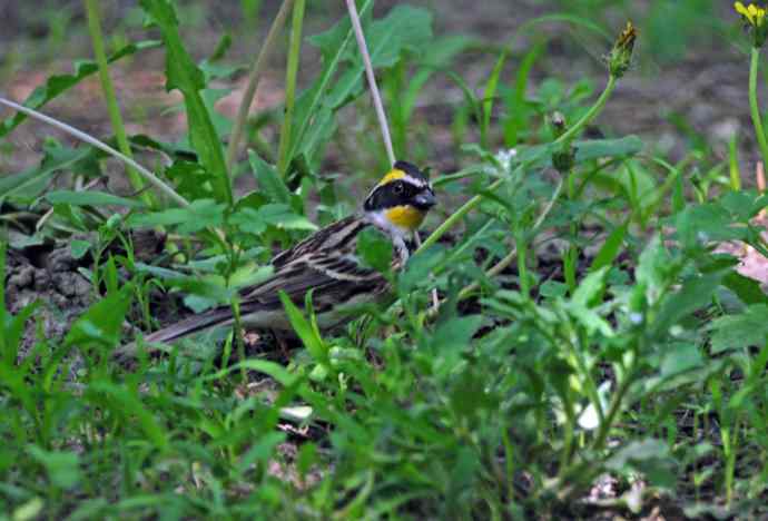 黄喉鹀 wbr4 黄喉鹀 wbr4