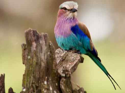 绝色攀禽：佛法僧目之佛法僧2