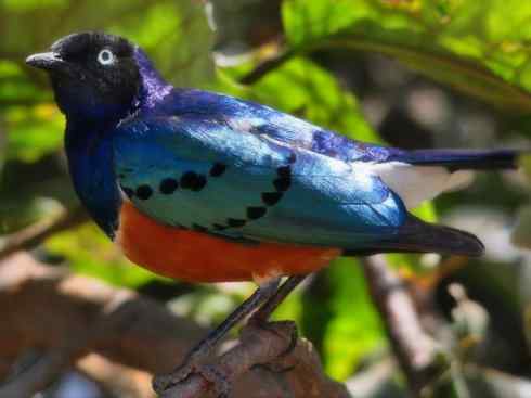 美丽无罪：雀鸟之辉椋鸟