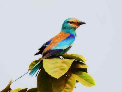 绝色攀禽：佛法僧目之佛法僧2