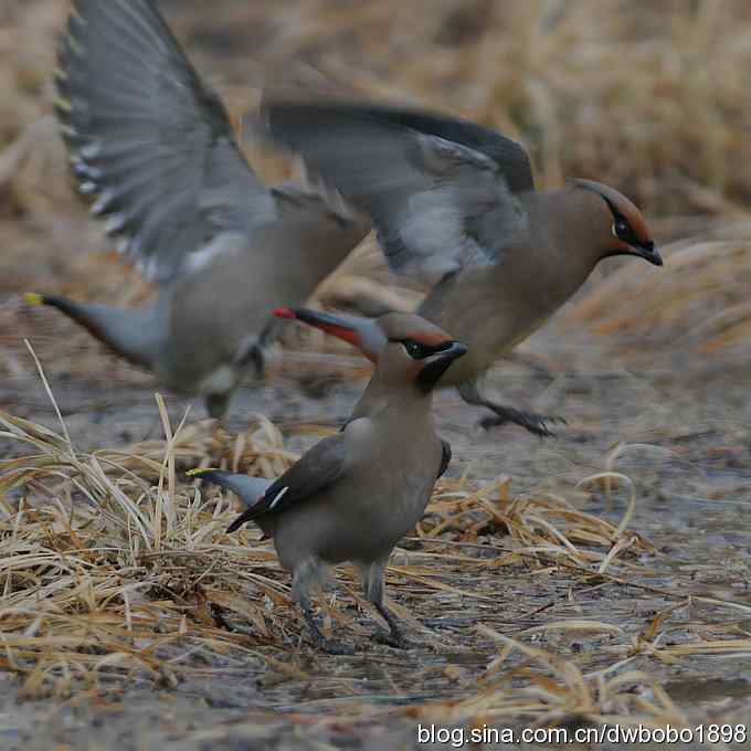 日坛：饮水的太平鸟