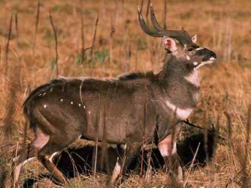 麒麟：传说的兽原型探秘（紫羚）