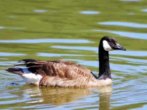 家禽驯化之源之十三（大雁、丹顶鹤）