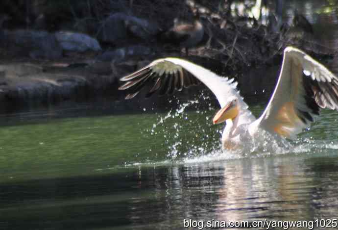 再拍大鹈鹕 wbr wbr1