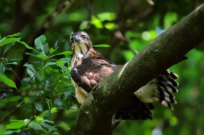 未来的森林王者鈥斺斝》锿酚