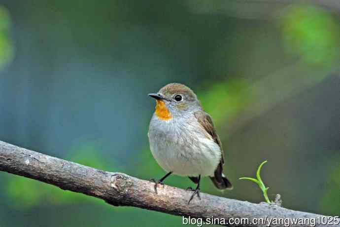 雄性红喉姬鹟（16）