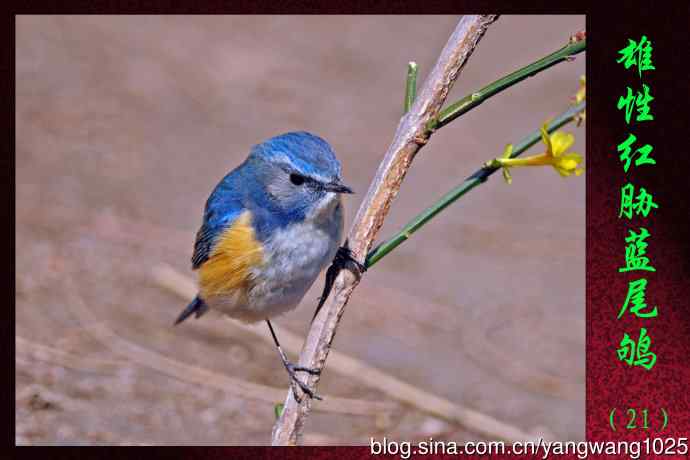 雄性红胁蓝尾鸲（21）