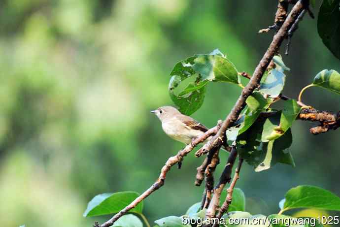 北京天坛公园的鸟类——北灰鹟（1）