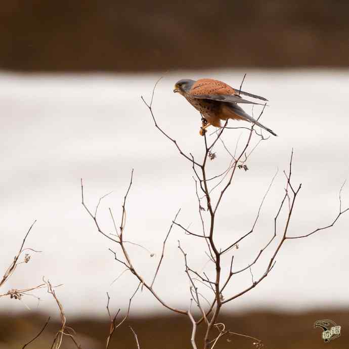 永定河峡谷的红隼