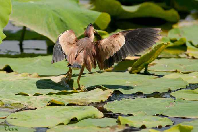 初到将府拍小鳽 初到将府拍小鳽