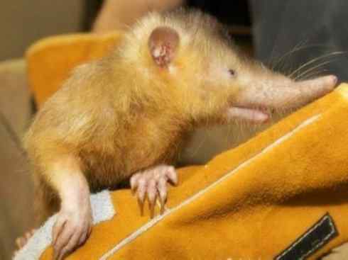 动物世界：山寨还是原创之七