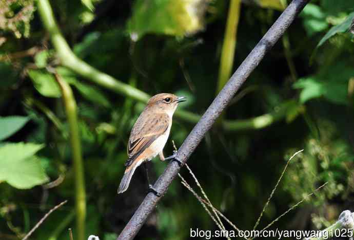 雌性黑喉石即鸟(2) 雌性黑喉石即鸟(2)