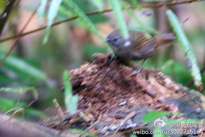 重庆观鸟会发现珍稀鸟类黄腿渔鸮、长尾鹩鹛