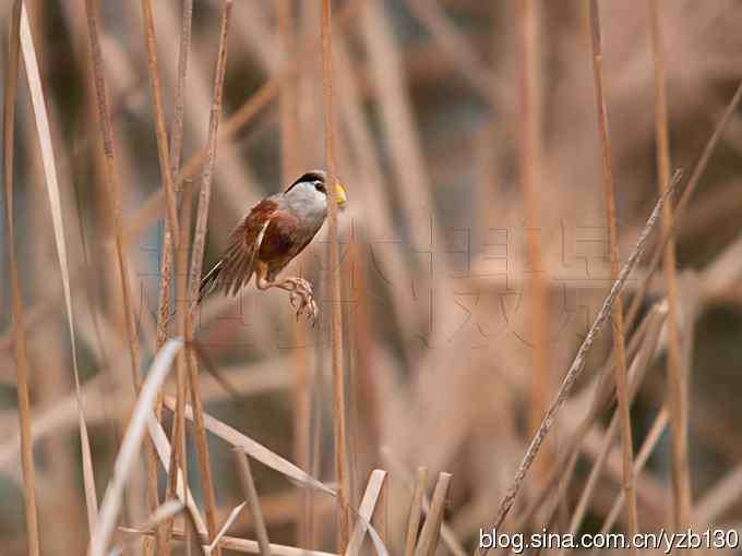 我的处女震旦（组图，8张图片）