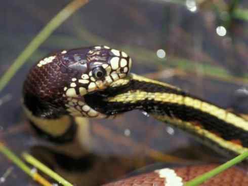 龙:传说的兽原型探秘(游蛇类) 龙:传说的兽原型探秘(游蛇类)