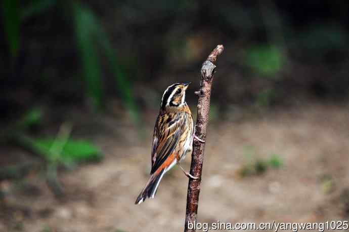 登枝的三道眉草鹀