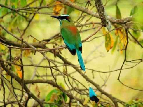 绝色攀禽：佛法僧目之翠鴗2