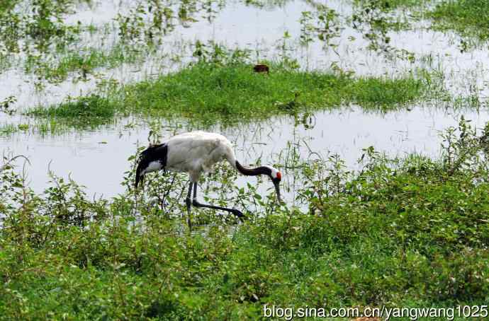 北京麋鹿苑的鸟类——悠闲的丹顶鹤
