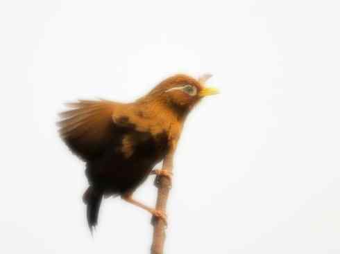 家禽驯化之源之十五 家禽驯化之源之十五