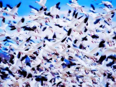 欣赏：美丽的雁