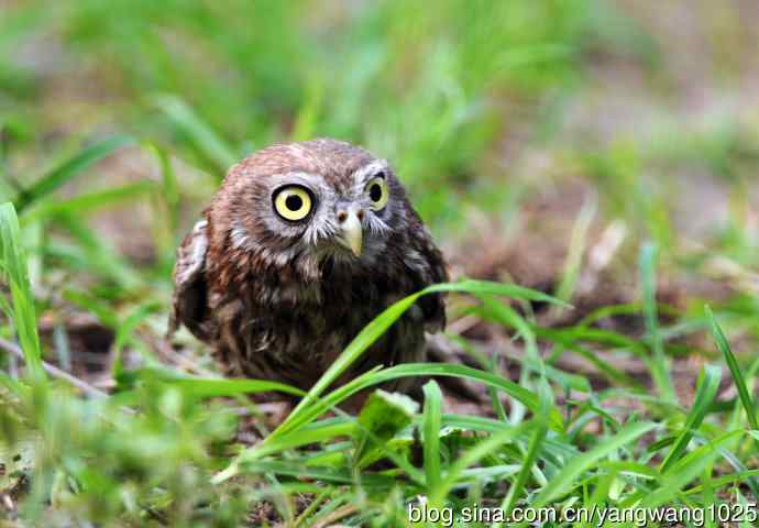 纵纹腹小鸮（2）