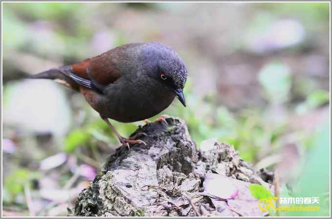 雨天拍到鈥溊醣逞茵意潯菊掌
