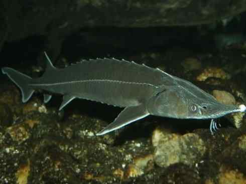 鱼类活化石：中华鲟