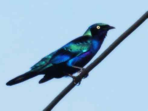 美丽无罪：雀鸟之辉椋鸟