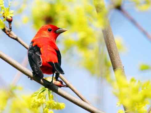 极品红色鸟类：猩红比蓝雀