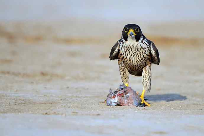 游隼凶残（野鸭湖纪实）