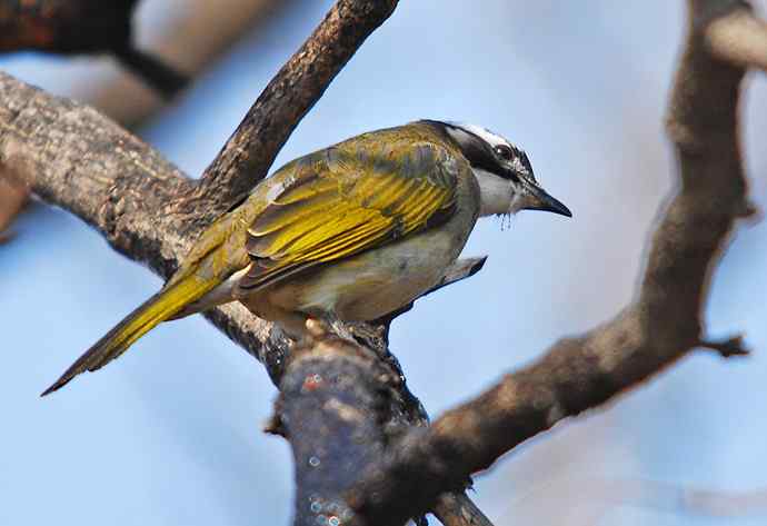 北京植物园赏鸟（六），白头鹎（组图）