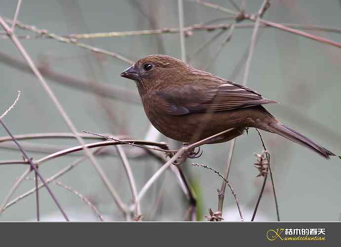 酒红朱雀和我躲猫猫 酒红朱雀和我躲猫猫