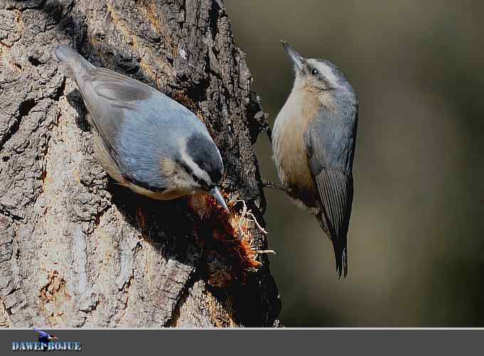 植物园的黑头鳾