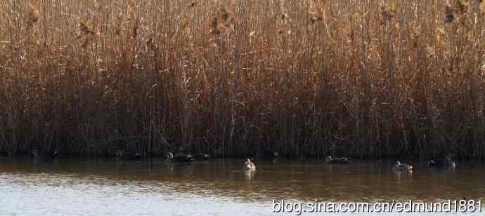 群鸭飞舞贺新岁 群鸭飞舞贺新岁