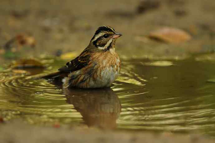 金汤沐浴.天坛白眉鹀