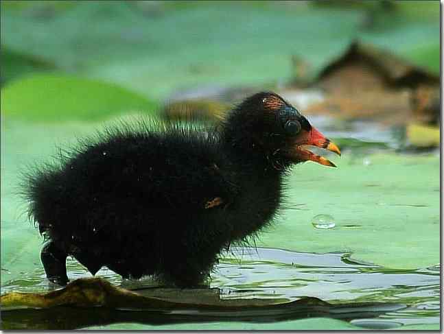 奥体公园观赏黑水鸡