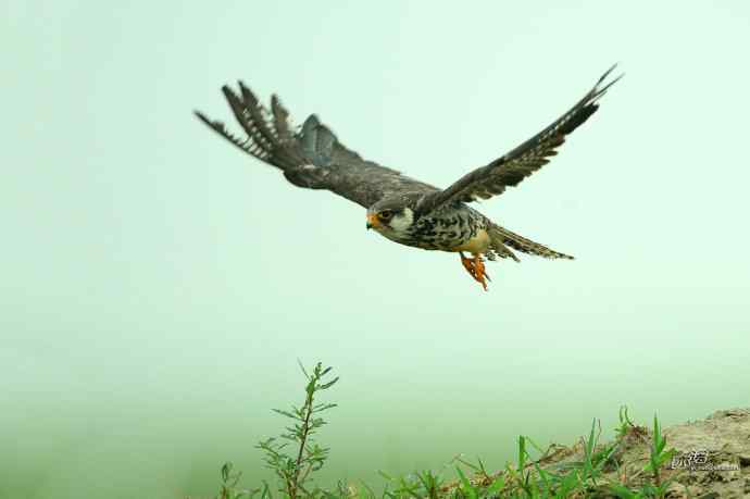 野鸭湖：抓拍阿穆尔隼起飞