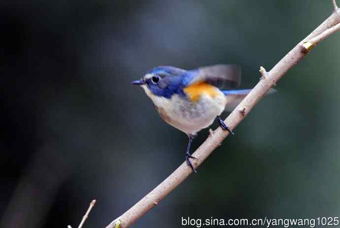 雄性红胁蓝尾鸲（2）