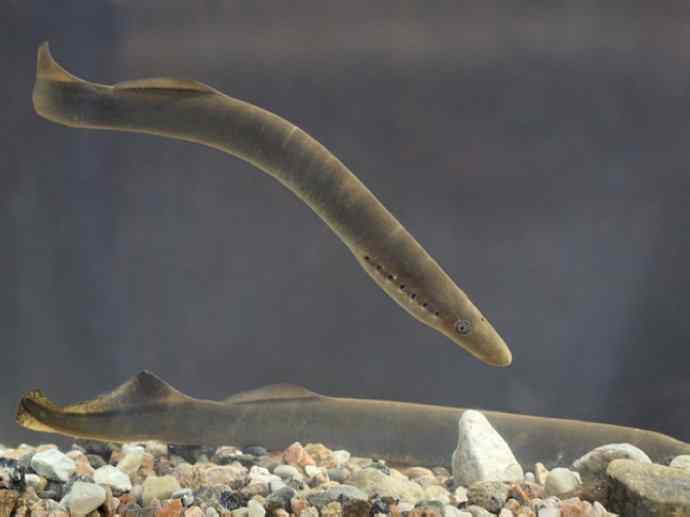鱼类活化石：七鳃鳗