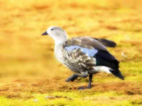 欣赏:美丽的草雁 欣赏:美丽的草雁