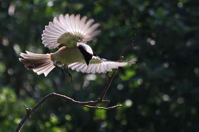 飞旋伯劳   养家的伯劳爸爸