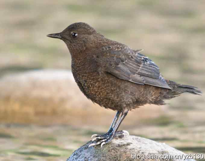 十渡首拍褐河乌