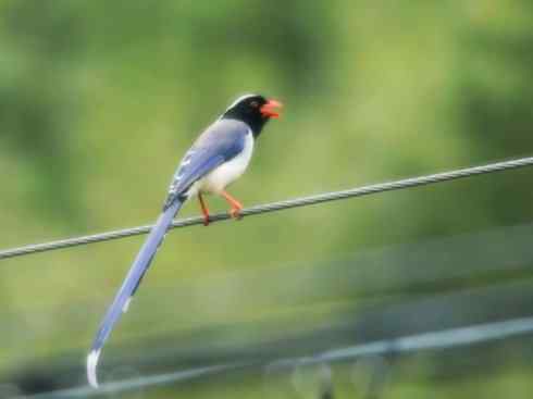 家禽驯化之源之三十一