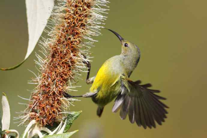 因太阳而更加美丽，因红尾而呈上吉祥