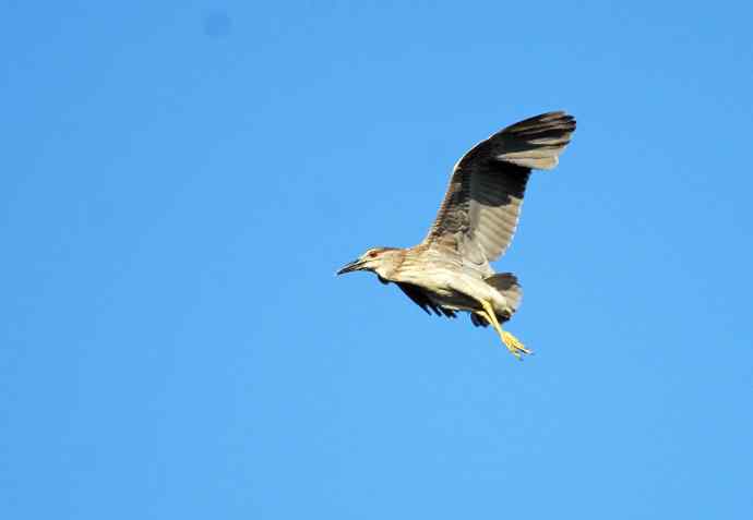 飞(夜鹭)62 飞(夜鹭)62